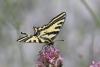 212969 – Photo : Limenitis78 – France (04)